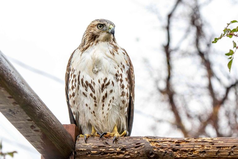 Read more about the article Red tailed hawk